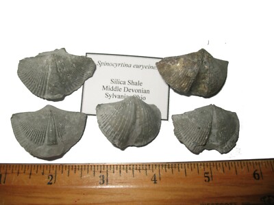 Devonische Kieselsäure Schiefer Brachiopode eine pro Gebot Spinocyrtina euryeines Ohio