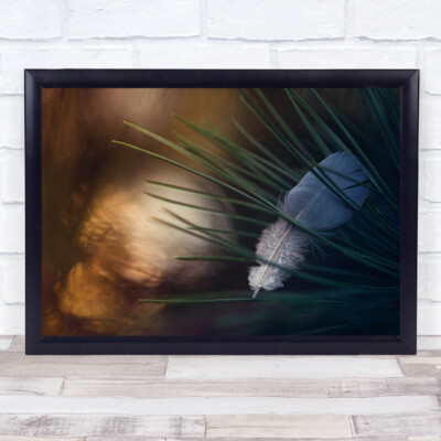Feather Feathers Grass Soft Sunset Sunrise Gentle Delicate Mood Wall Art Print