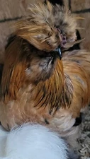 8+ PUREBRED SILKIE HATCHING EGGS | MOTHER CLUCKERS POULTRY FARM | NPIP