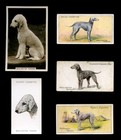 Bedlington Terrier Dog Vintage Cigarette Cards- collection of 5 all original