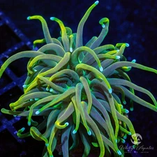 (E2) Sun God Torch - WYSIWYG Live Coral Frag