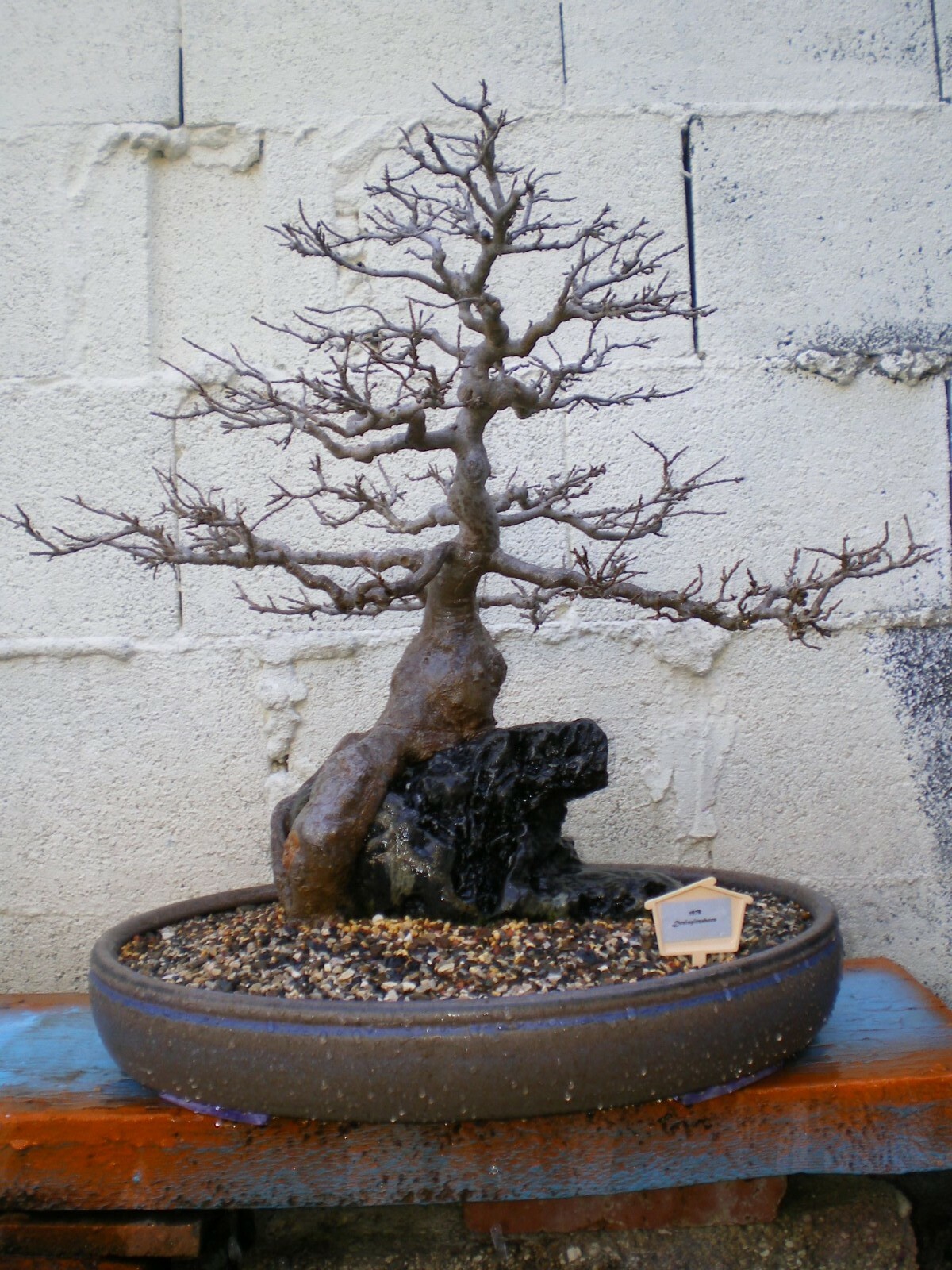 BONSAIalter japanischer Dreispitzahorn über Stein 44 Jahre alt Solitär 70 cm eBay