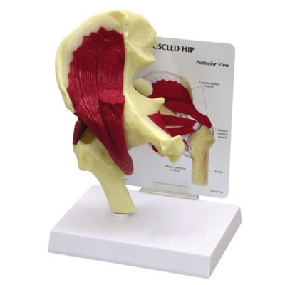 Hip Joint Muscled GPI Anatomical Model  LFA # 1310. Make Us an Offer! SEE VIDEO