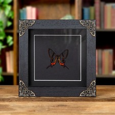Glass-wing Butterfly In Baroque Style Frame (Chorinea sylphina)