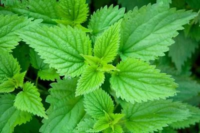 SEEDVILLE USA 200 STINGING NETTLE Urtica Dioica (aka Common, California, or Bull Nettle / Trea