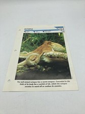 Octopus Card 8 Wild Life Fact File Animal Card Group 6 Primitive Animals