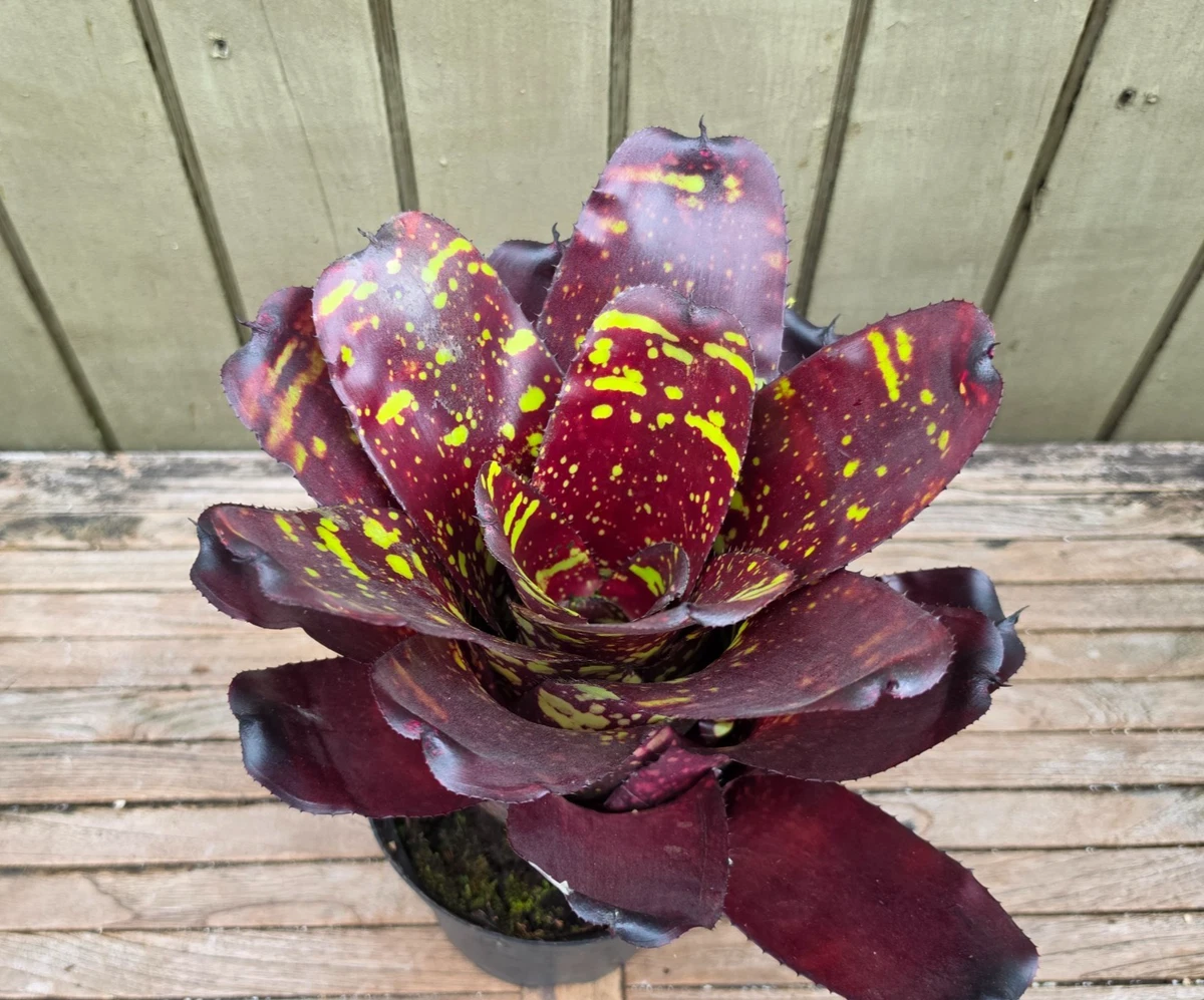 Bromeliad Neoregelia Houseplants for sale - eBay