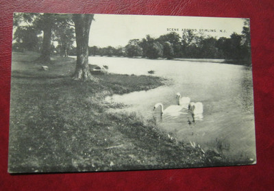 Scene Around Stirling  NJ Swans The Mayrose Co Pub