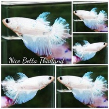 Live Betta Fish - Female HM Platinum Forzen Star - By Nice Betta Thailand