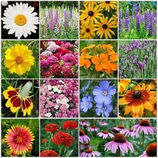 ~ All Perennial Wildflower Seed Mix (1 LB) 375,000 Seeds