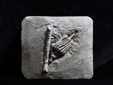 Sweet Fossil Crinoid, Crawfordsville, IN