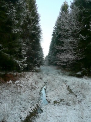 Foto 6x4 Nadelwald Kanope Blick genau nach Norden vom gleichen Weg a c2009
