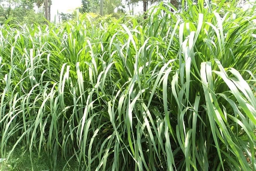 Elephant grass (Pennisetum purpureum)