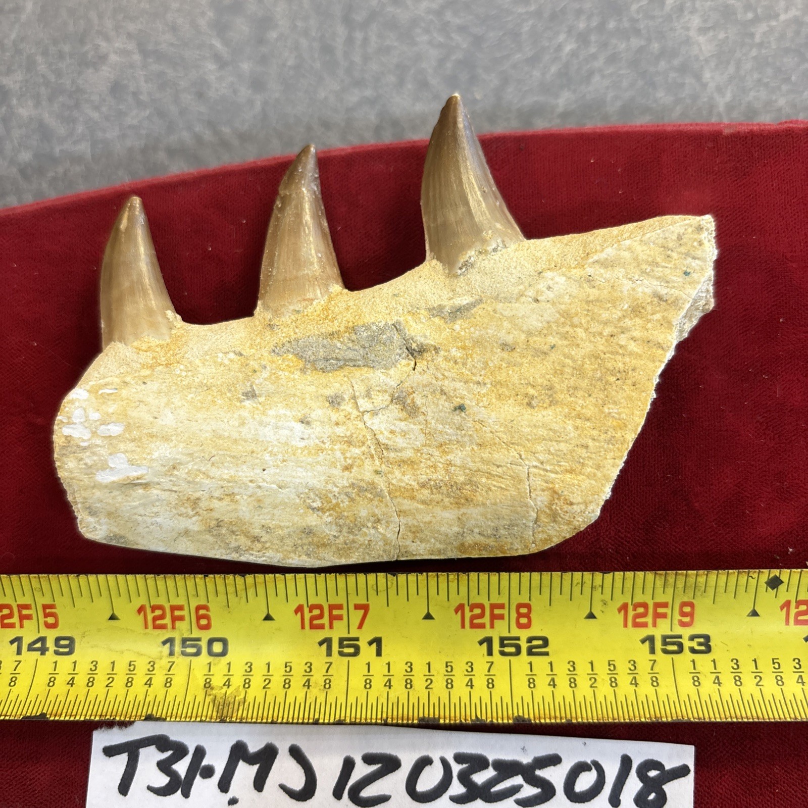 Mosasaurus JAW Bone Fossil with Three Teeth See Video