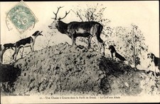Ak Jagd im Wald von Dreux, Hirsch, Jagdhunde ...