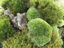 Live Super Fresh Moss Mix for Terrariums, Fairy Gardens, Gardens