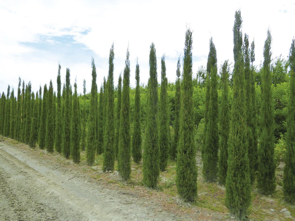 Cupressus sempervirens, Italian Mediterranean cypress - 100 to 1000 - Image 3 of 4