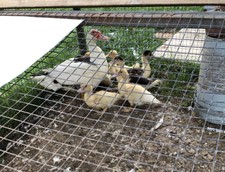 8 Muscovy duck hatching  EGGS DUCK Hatching Eggs eight MUSCOVY eggs