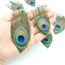 TENET - 3 PIECES - PEACOCK FEATHER 13-16 CM