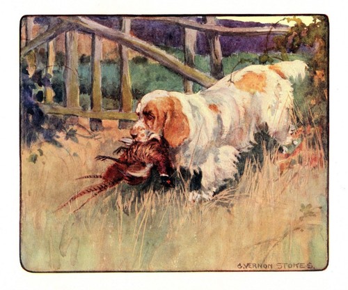 1906 Antique Clumber Spaniel Print Vernon Stokes Dog Art Illustration 4829c