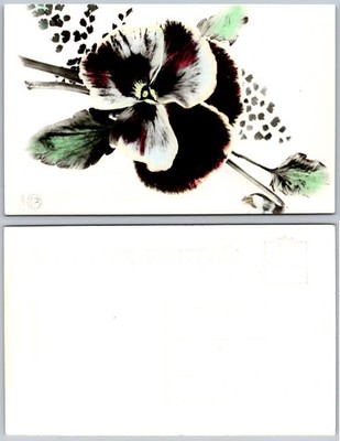 Pansy Flower Botanical Illustration Leaves Postcard