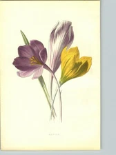 1880 Chromolithograph Crocus Vernus Flower Botanical Print & 4 PG Bio Purple