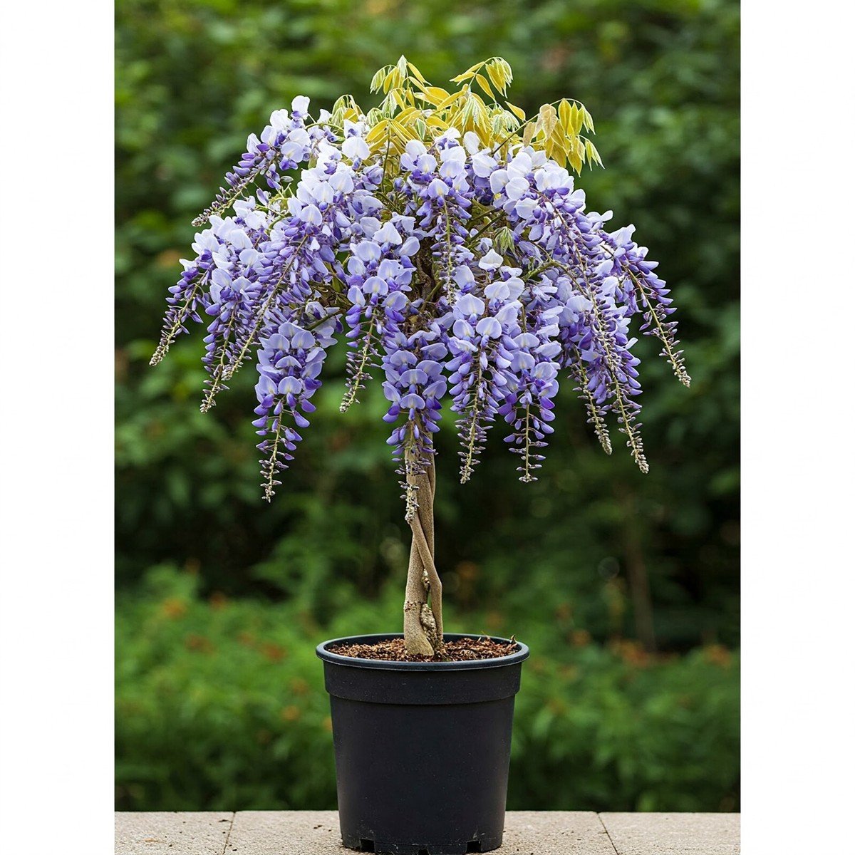 Blue Chinese Wisteria Tree in 2.5Gal Pot Great Outdoor Wisteria Sinensis  3-4ft H | eBay