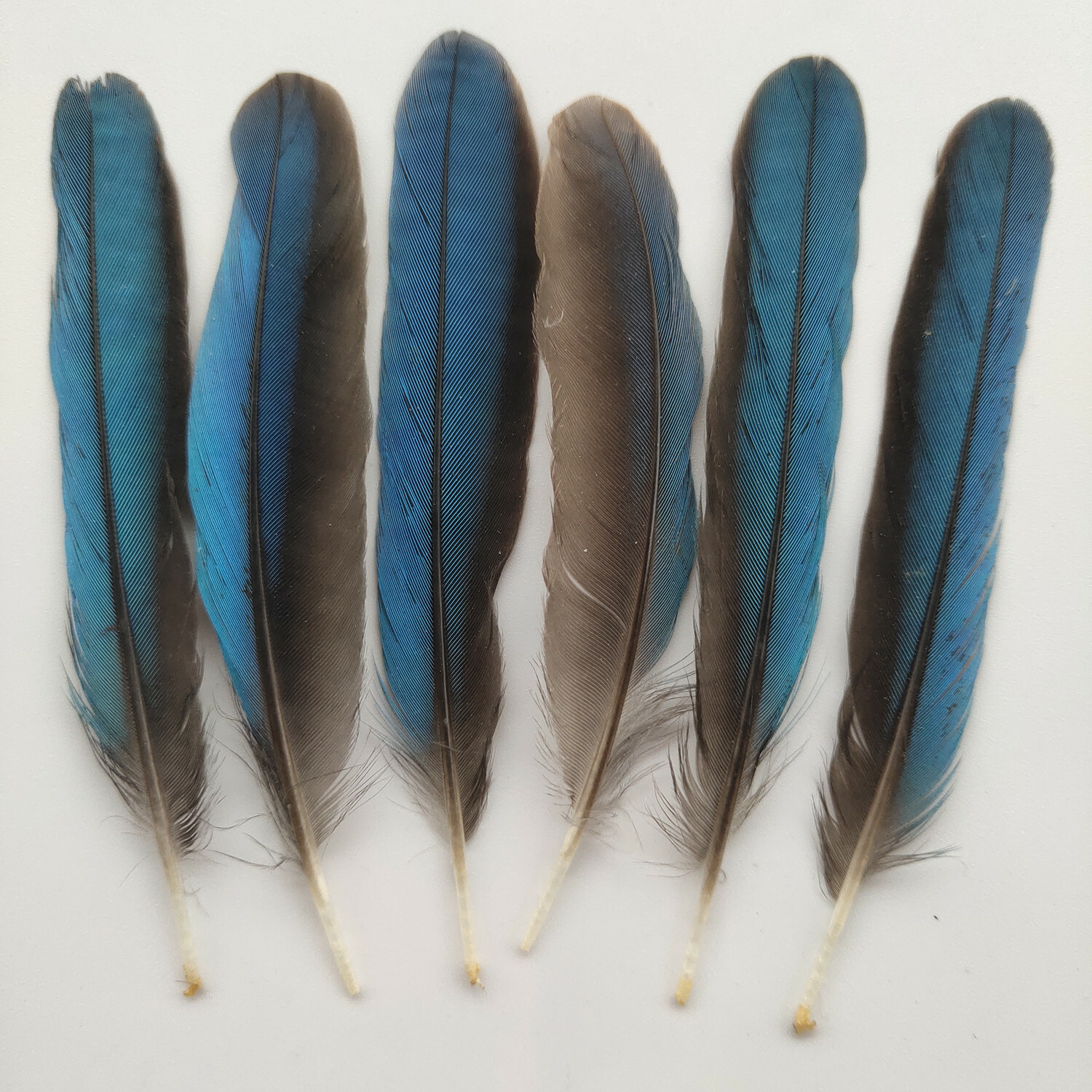 Hot 5/10/50PCS Precious kingfisher Feathers 810cm/34 inches Beautiful