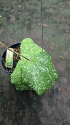 Hoya Purpureofusca x H. Imbricata Green Silver Real Picture