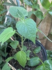 Physalis Franchetii Gnome Chinese Lantern Herbaceous Perennial Plug Plant &fruit