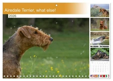 Airedale Terrier, what else! (Monthly Wall Calendar 2026 11.7 x 16.5 (open)), CA