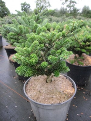 Abies koreana Oberon - Zwergform der Koreatanne | eBay.de