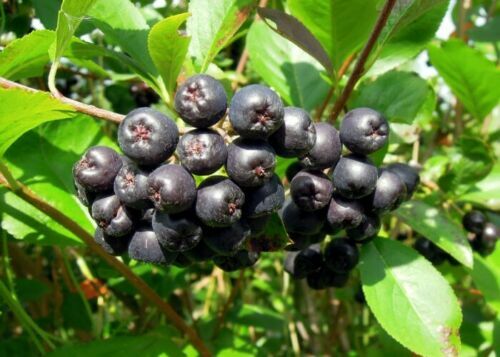 Schwarze Apfelbeere - Aronia melanocarpa - 5+ Samen - Samen - Samen - G 106 - Bild 1 von 1