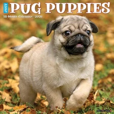 Willow Creek Press, Pug Puppies Just 2026 Wall Calendar, 12'' X 12'', 12-Month C