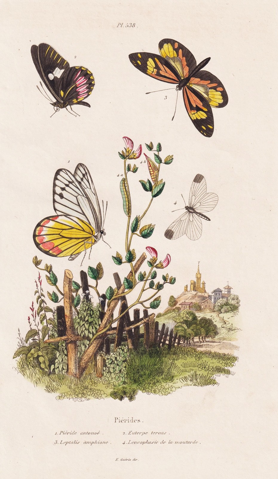 Butterflies Pierides Dolls Insects Caterpillars Steel Engraving Guerin-Meneville 1838