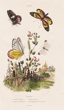 Butterflies Pierides Dolls Insects Caterpillars Steel Engraving Guerin-Meneville 1838