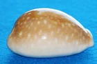 Cypraea Vitellus - huge rostration