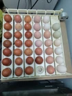 ●6 Fresh Ayam Cemani Hatching Egg-Rarest Chicken on the Planet Organic Pure