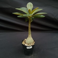 H19: Adenium socotranum
