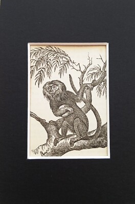 Löwe Tamarin Tierdruck - um 1893 Mini montiert antike s/w Gravur (125)