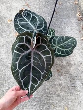 Anthurium Doc Block Michelle - Exact Rooted Plant - Mature Established Anthurium