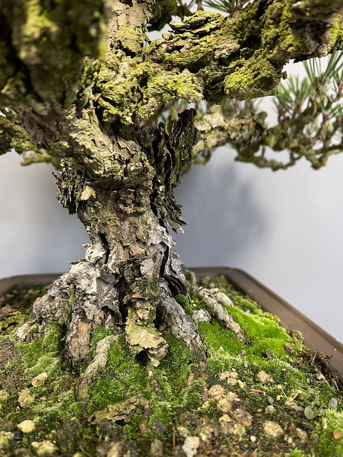 Bonsai Pinus Thunbergii ‘coticosa’ ‘nishiki’ Cork Bark Japanese Black