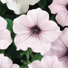 ~ Tidal Wave SILVER * Trailing Petunia * 20 Pelleted Seeds *