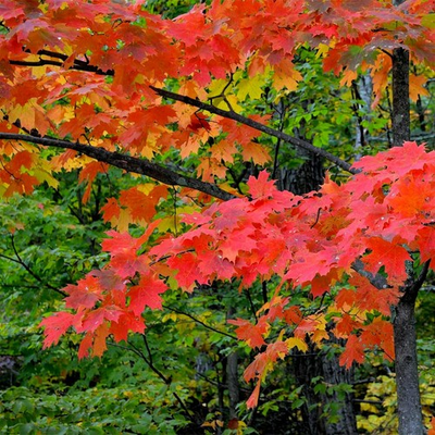 #ad #ad Northern Sugar Maple Tree Seeds Acer saccharum Fall Color Cold Hardy to Zone 3 $22.95