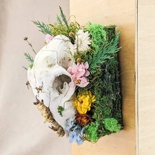 Real Sheep Skull w Wasp and Floral Taxidermy Oddities Curiosities Hanging Deco