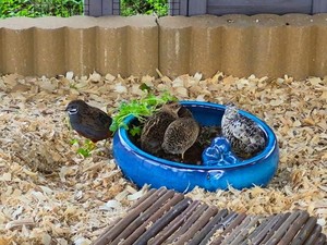 40+3 Premium Button Quail Eggs: High Fertility,high hatch rates!