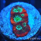 Corals of Eden ~ WYSIWYG Live Coral Frag ~ JF Day Glow Favia Coral ~ LPS — photo 1