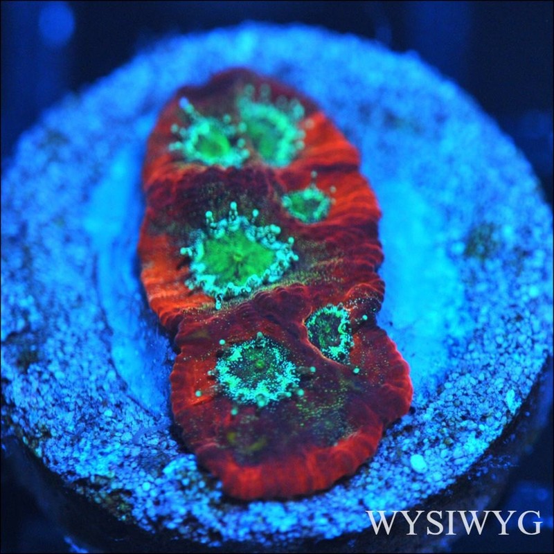 Corals of Eden ~ WYSIWYG Live Coral Frag ~ JF Day Glow Favia Coral ~ LPS
