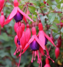 Fuchsie M. Popple - Fuchsia magellanica