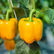Golden Cal Wonder Sweet Bell Pepper Seeds, NON-GMO, Blonde Bell, FREE SHIPPING